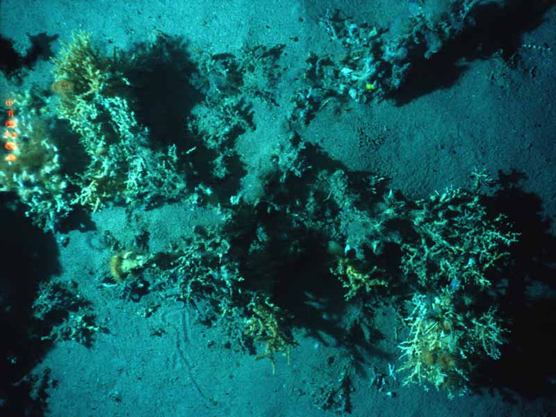 Modal: Deep water coral reef habitat dominated by <i>Lophelia pertusa</i>.  Image provided by Dr Brian Bett, DEEPSEAS Group, Southampton Oceanography Centre. This image must not be used in any capacity without prior permission from Dr Brian Bett.