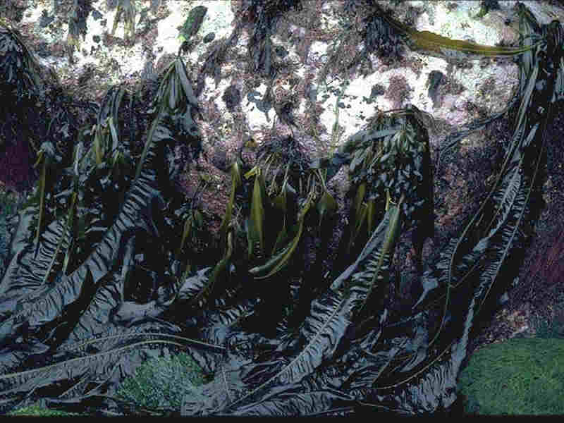[eir.ala]: Exposed sublittoral fringe bedrock with <i>Alaria esculenta</i>, Isles of Scilly.