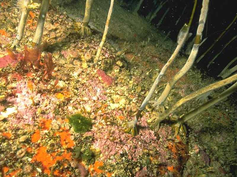 [eir.alaansc3]: <i>Alaria esculenta</i> forest with dense anemones and sponge crusts on extremely exposed infralittoral bedrock.