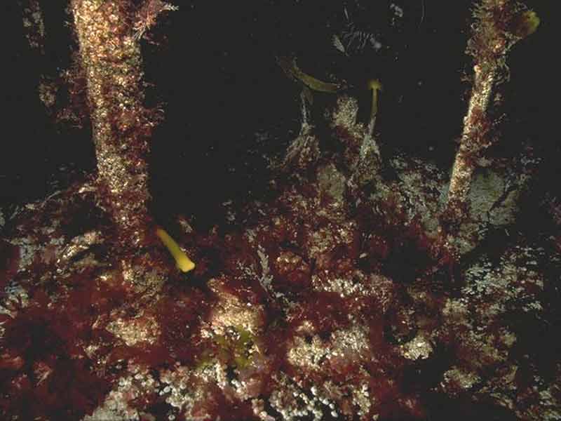 Modal: <i>Laminaria</i> holdfasts and red algal undergrowth (EIR.LhypR.Ft.jpg).