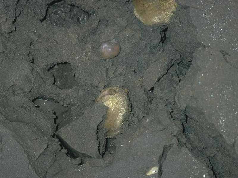 Echinocardium cordatum dug out of sand.