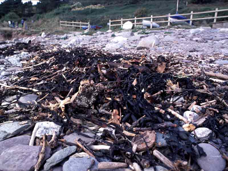 [lgs.tal2]: Strandline of seawed and driftwood (LGS.Tal).