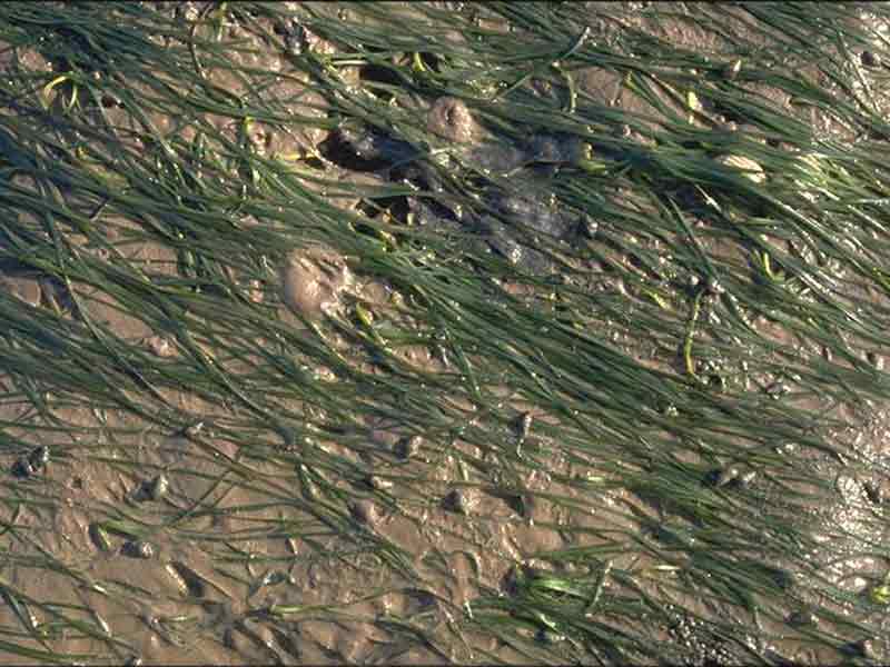 [lms.znol]: A bed of <i>Zostera noltei</i> with <i>Hydrobia ulvae</i> visible on the mud surface.
