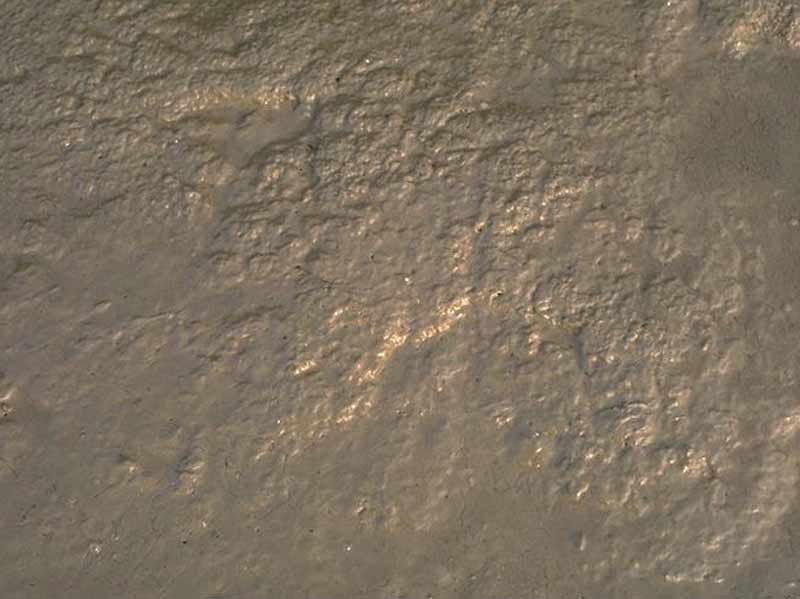 [lmu.hedmac]: Upper shore mud with <i>Hediste</i> holes and tracks.