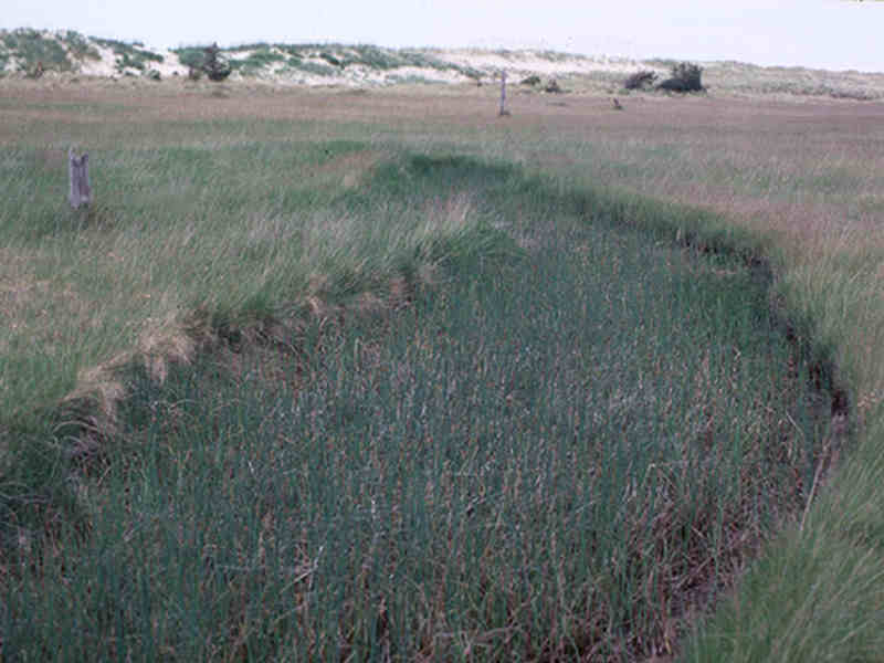 Puccinellia maritima salt marsh.