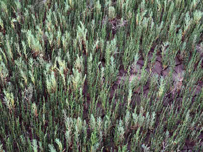 Suaeda maritima and Spartina salicornia.