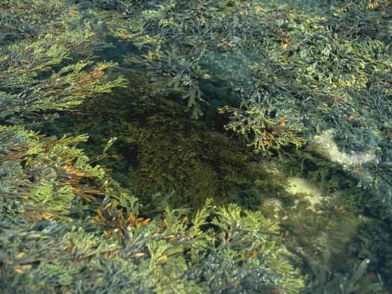 Fucoids and kelps in deep eulittoral rockpools.