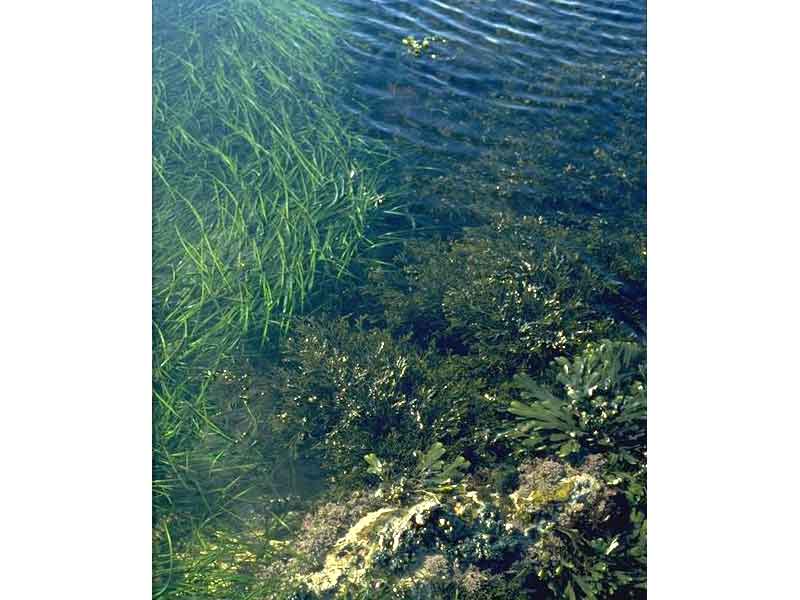 Modal: Seaweeds in sediment (sand or gravel)-floored eulittoral rockpools.