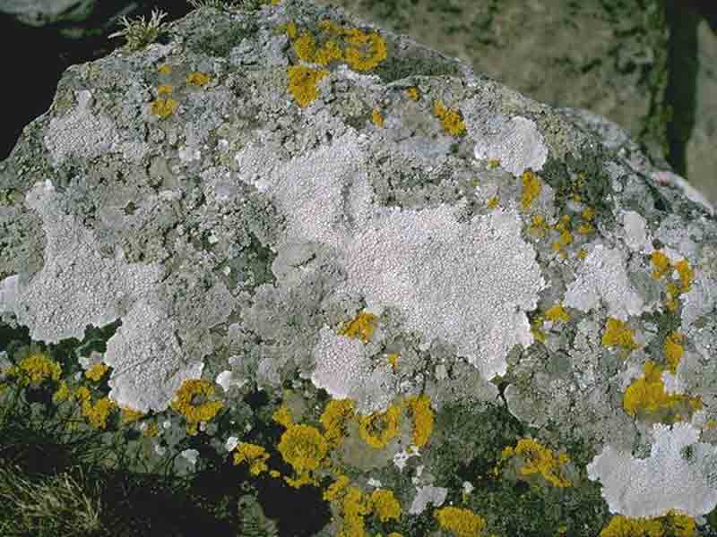 Yellow and grey lichens on supralittoral rock.