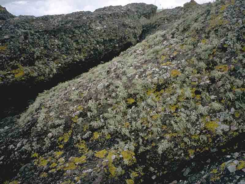 Yellow and grey lichens on supralittoral rock at Millport, Isle of Cumbrae.