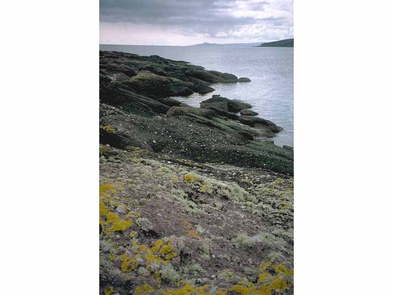 Yellow and grey lichens on supralittoral rock on the Isle of Cumbrae.