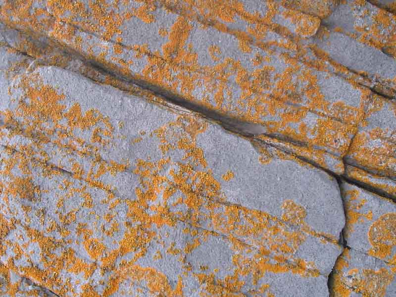 Modal: Yellow lichens (<i>Caloplaca</i> sp. and <i>Xanthoria</i> sp.) on supralittoral rock.