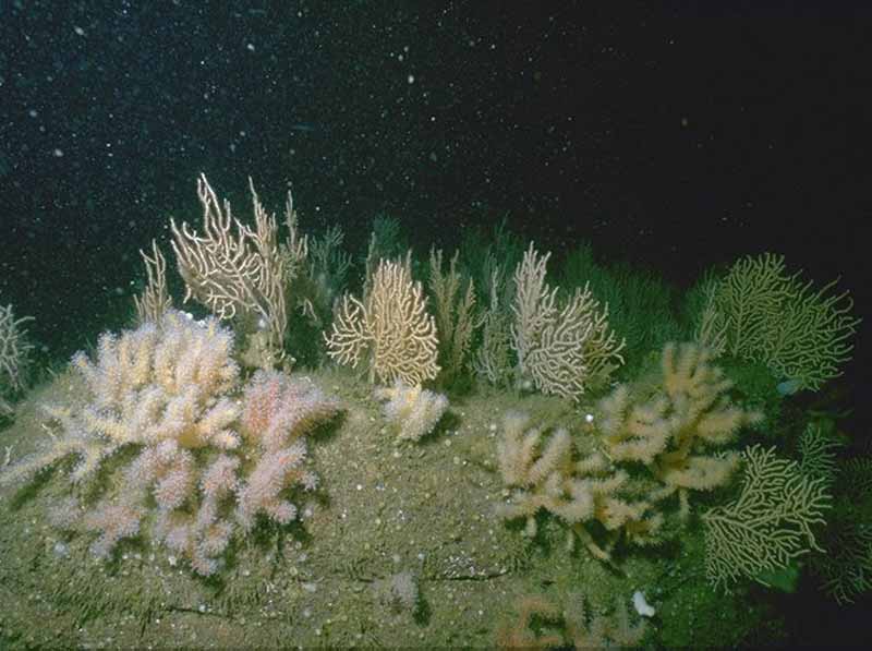 Erect sponges, Eunicella verrucosa and Pentapora foliacea on slightly tide-swept moderately exposed circalittoral rock