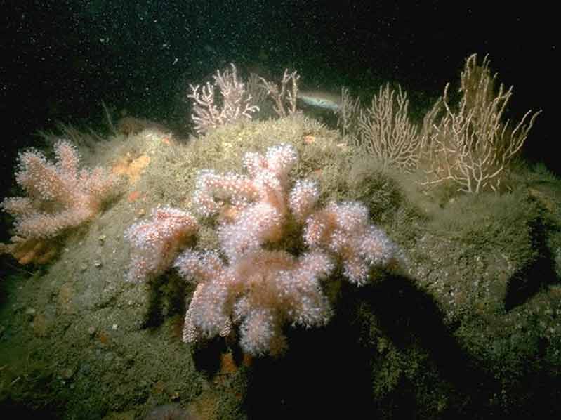Modal: Erect sponges,<i> Eunicella verrucosa</i> and<i> Pentapora foliacea </i>on slightly tide-swept moderately exposed circalittoral rock