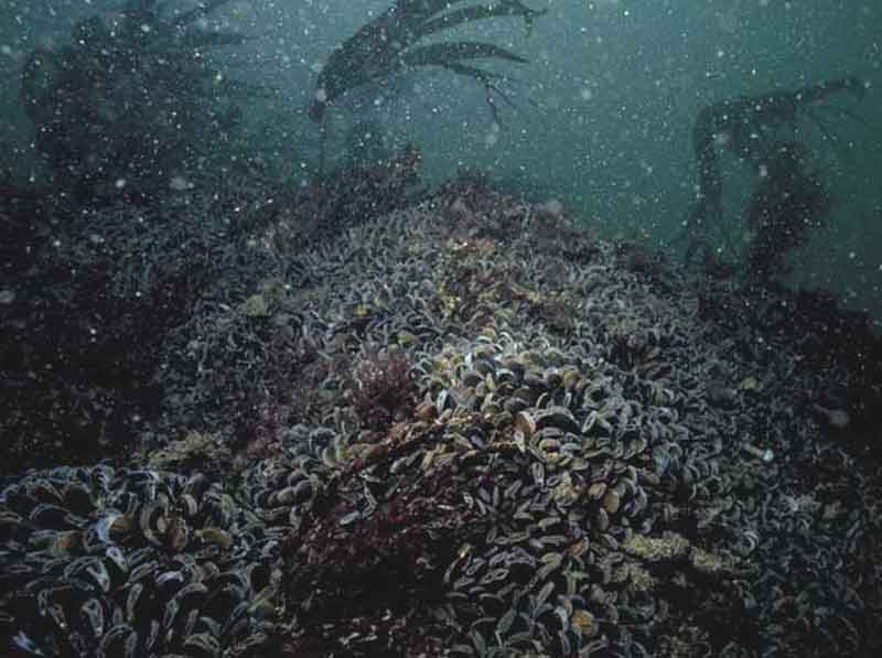 Mytilus edulis beds with hydroids and ascidians on tide-swept moderately exposed circalittoral rock.