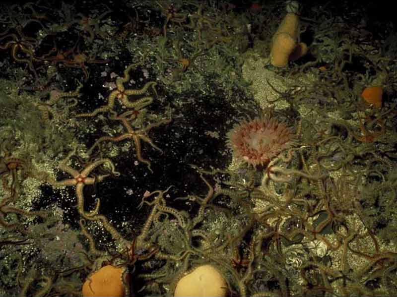 Modal: <i>Ophiothrix fragilis</i> and/or <i>Ophiocomina nigra</i> beds on slightly tide-swept circalittoral rock or mixed substrata.