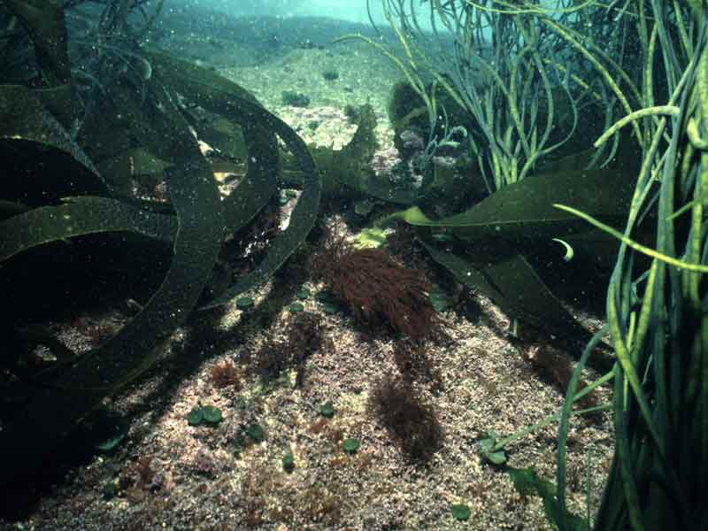 Laminaria and Himanthalia elongata on coralline turf, Wembury.