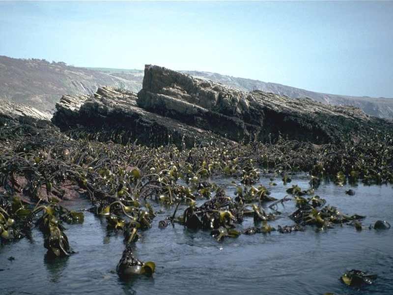 Kelp forest exposed at low tide with rocky shore in background.