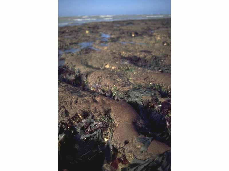 Modal: Sand tolerant red algae on lower shore.