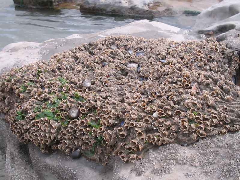 Small hummock of Sabellaria alveolata at Dunraven, Southerndown, south Wales.