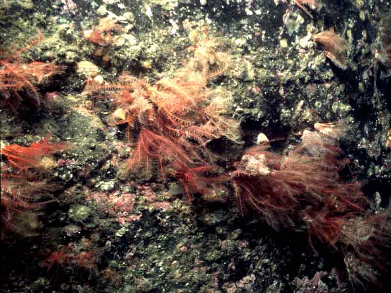 Modal: Circalittoral rock with <i>Antedon bifida</i>, hydroids and occasional solitary sea squirts.