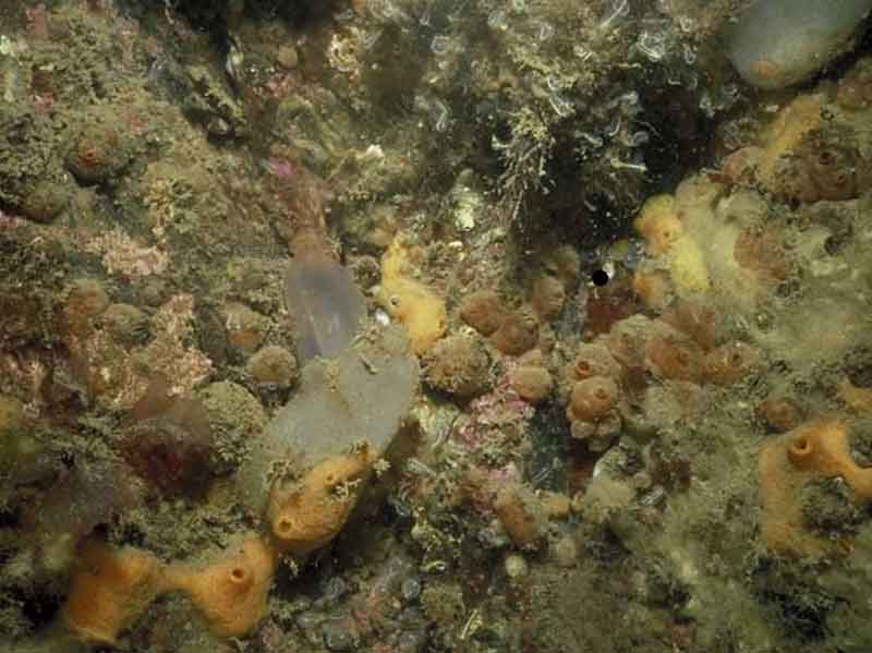 [scr.subsoas]: <i>Suberites </i>spp. and other sponges with solitary ascidians on very sheltered circalittoral rock.