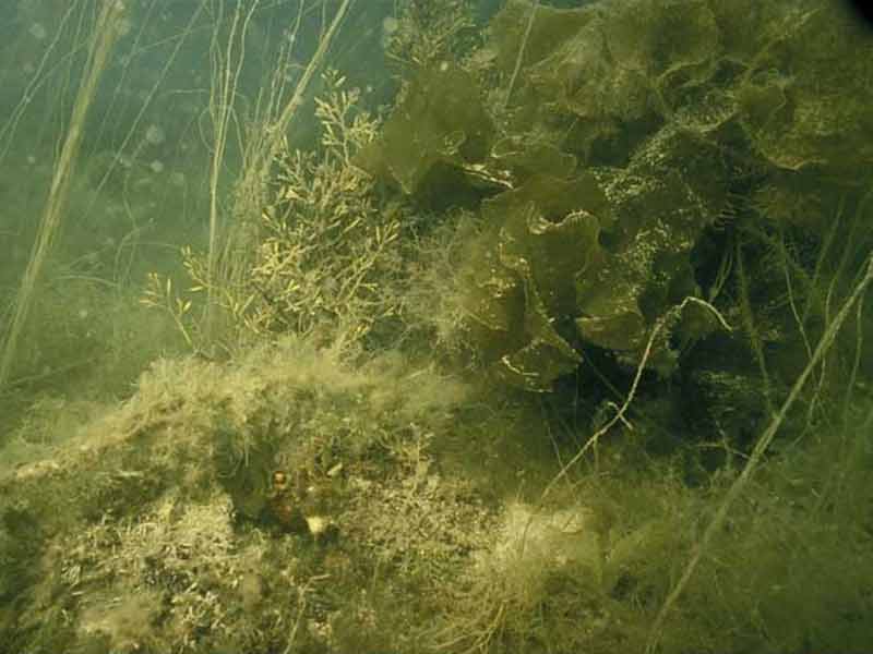 Algae attached to rock including Halidrys.