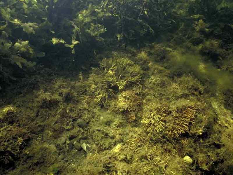A turf of Polyides rotundus,  Furcellaria lumbricalis and filamentous brown algae.
