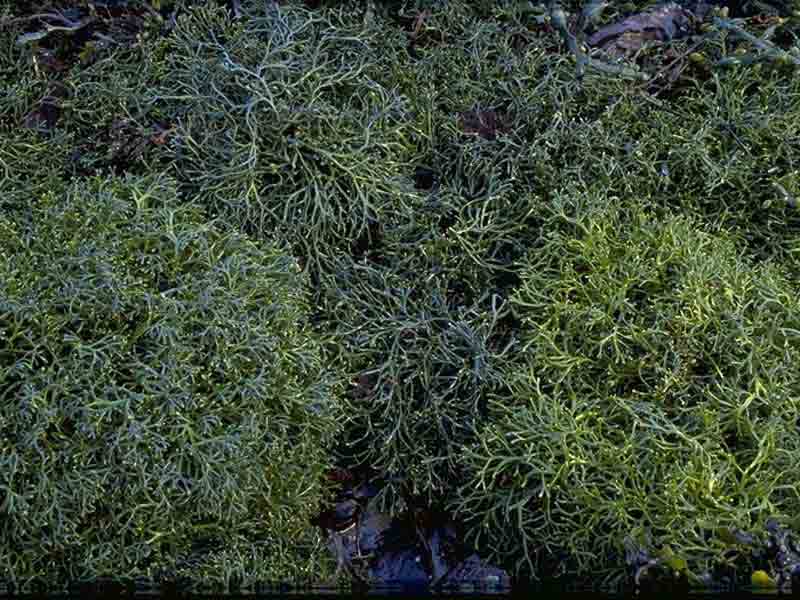 Modal: A dense mat of  <i>Ascophyllum nodosum mackaii</i>.