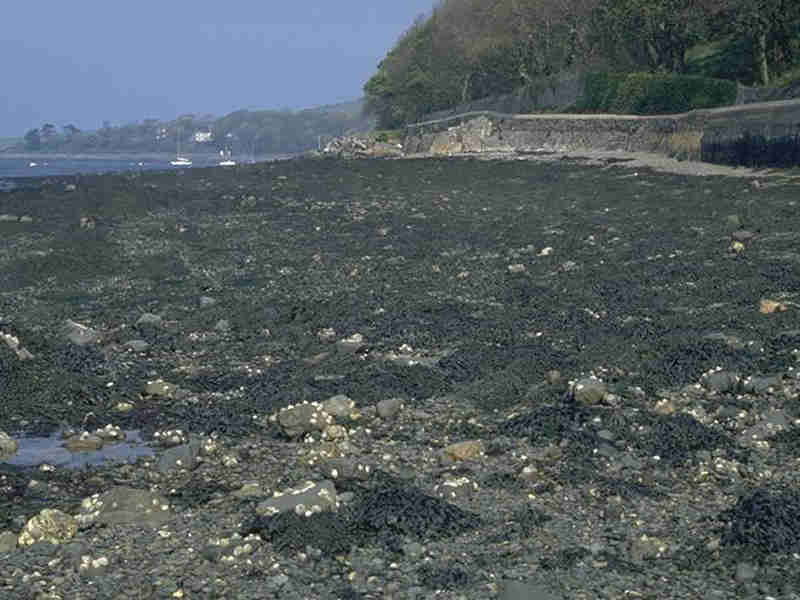 View along shore with sea wall in background.