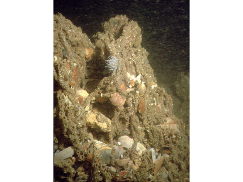 [ss.sbr.por.sspimx]: Close up of <i>Sabellaria spinulosa</i> mound showing worm tubes composed of cemented sand grains and shell fragments.