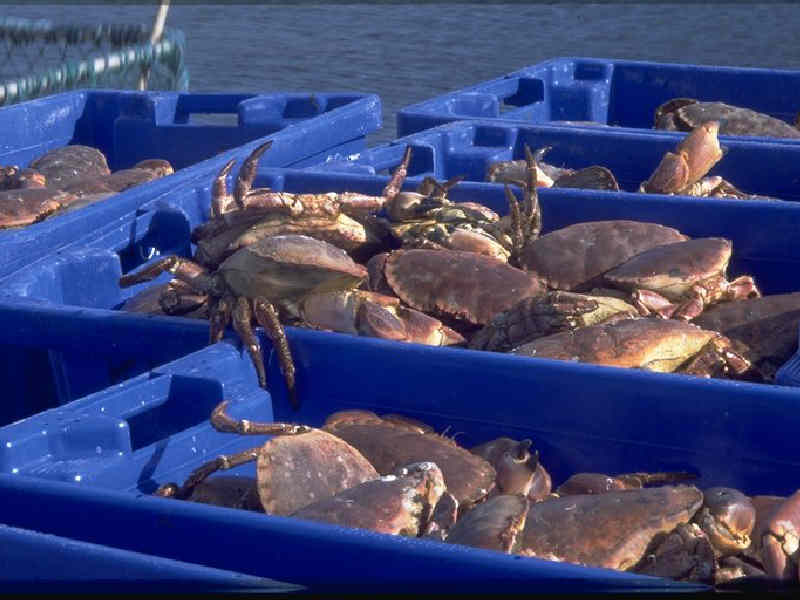 Modal: Boxes of edible crabs.