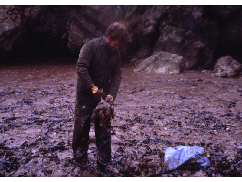 [oiled_birds]: Recovering oiled birds after the <i>Christos Betos</i> oil spill in Milford Haven.