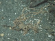 Image: Acrocnida brachiata