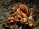 Pentapora foliacea