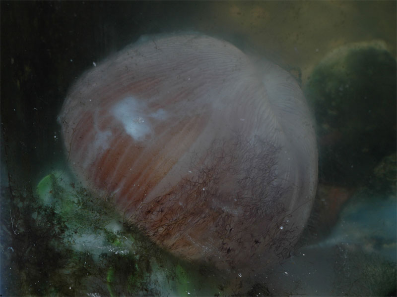 Anthopleura ballii spawning