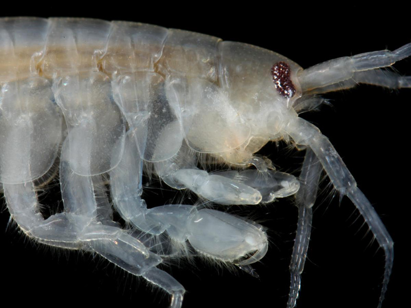 Modal: Head and gnathopods of <em>Echinogammarus incertae sedis planicrurus</em>