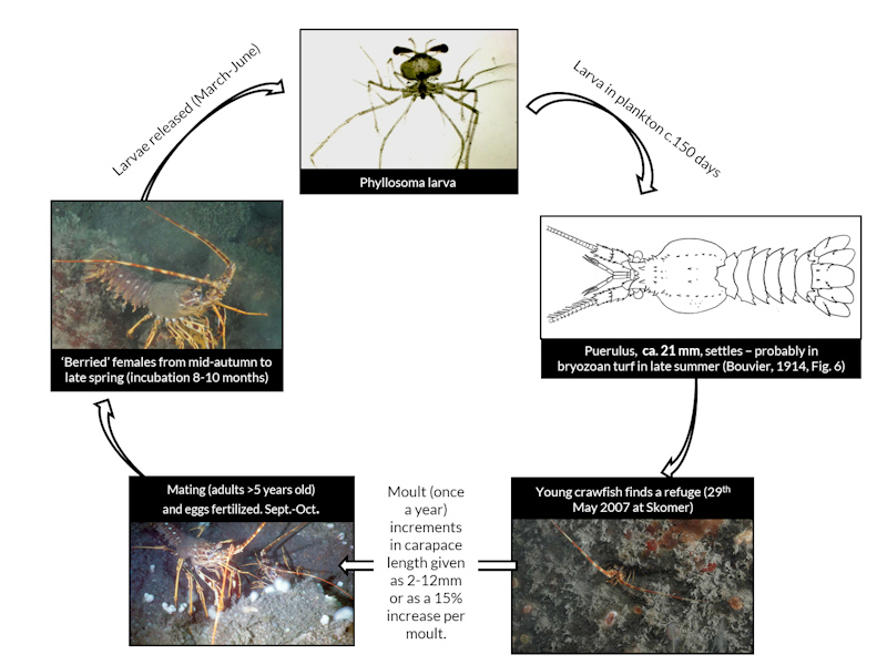 [EGibson-Hall-Palinurus-elephas-Life-Cycle-2018-11-08]: The life cycle of the European spiny lobster from larvae to adult