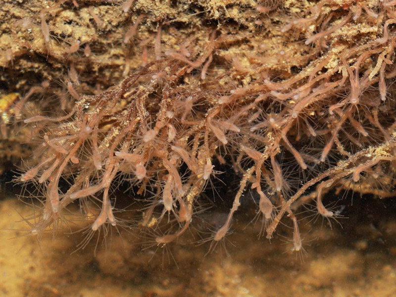 Modal: Underwater, close-up of <i>Cordylophora caspia</i>.