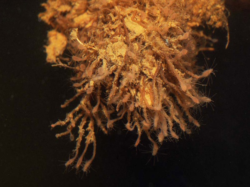 Modal: Close-up of <i>Cordylophora caspia</i>.