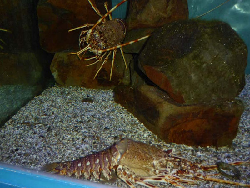 Modal: Crawfish with recent moult at the front of the aquarium.