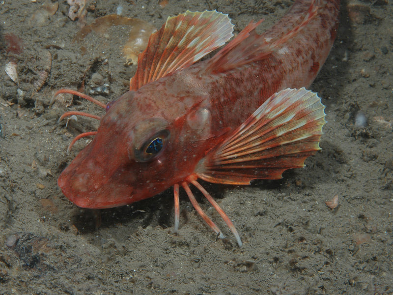 The red gurnard Chelidonichthys cuculus