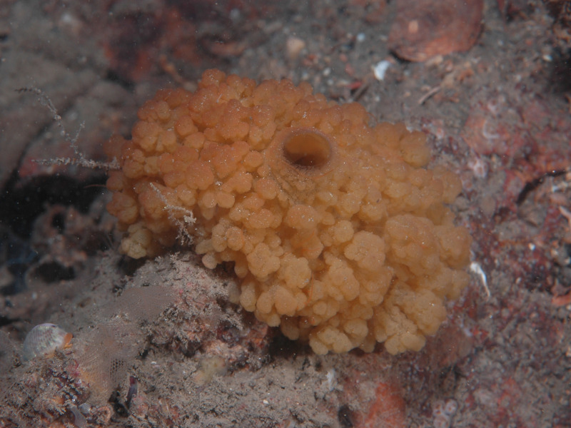 [KHiscock_Oscarella_lobularis_Firestone_2021-11-03]: The lobate fig sponge <em>Oscarella lobularis</em> with characteristic exhalent pore