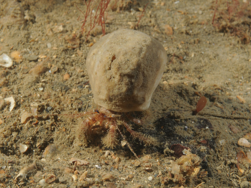 Image: The hairy hermit crab Pagurus cuanensis