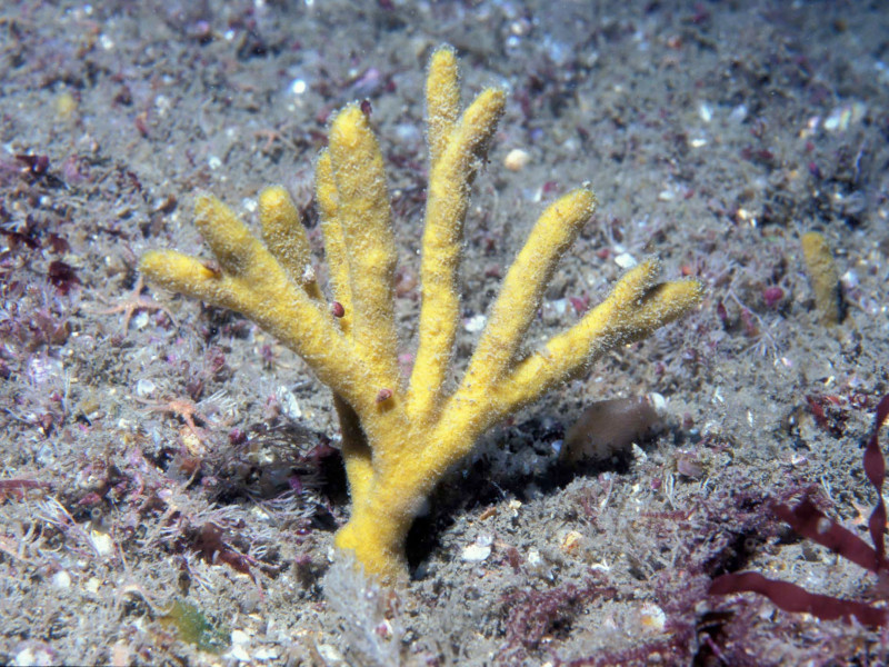 The branching sponge Raspailia hispida