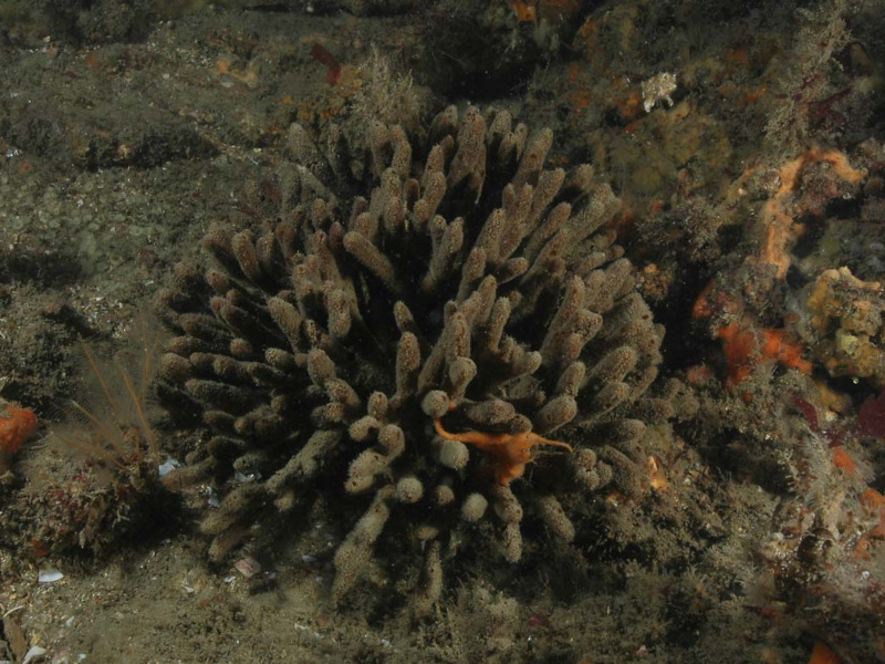 Raspailia ramosa the chocolate finger sponge taken by Dr Keith Hiscock