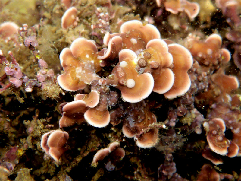 Image: Close up of Mesophyllum lichenoides