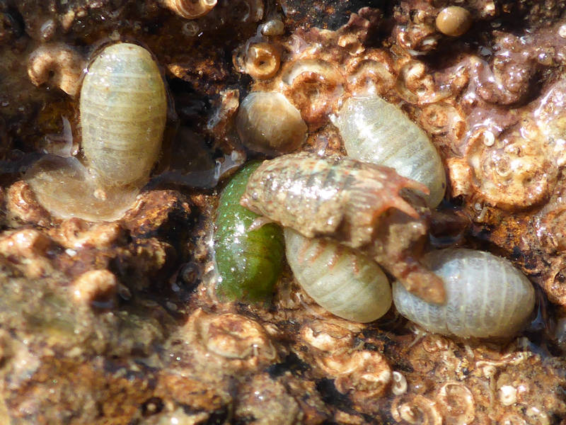 Image: Male Dynamene bidentata on top of a female surrounded by other females