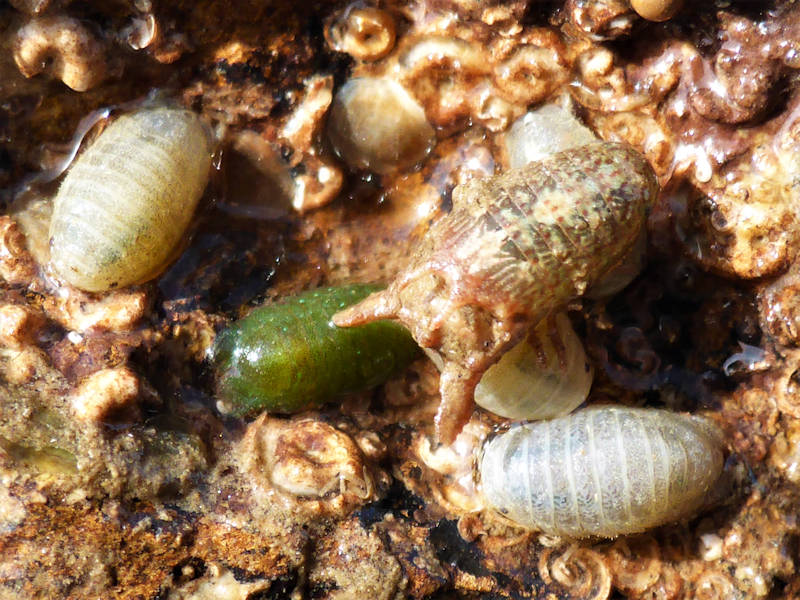 Image: Male Dynamene bidentata surrounded by females