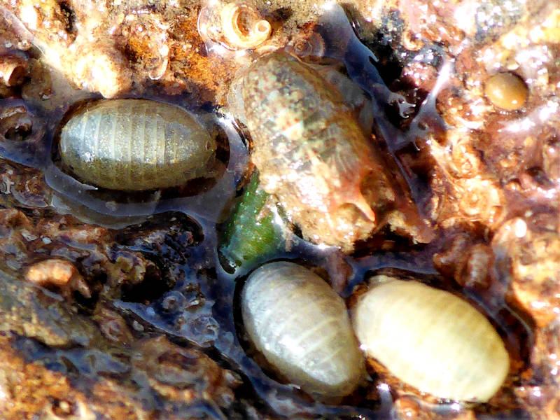 Image: Male isopod surrounded by females
